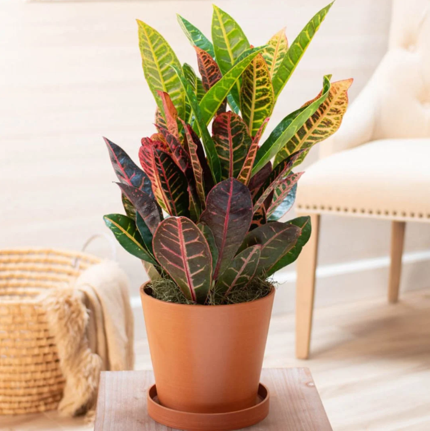 Como cuidar de plantas em casa