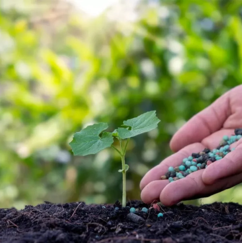 Como cuidar de plantas em casa