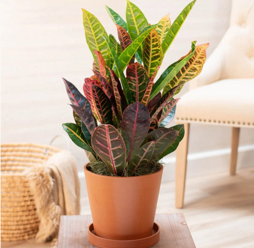 Como montar um jardim em casa
