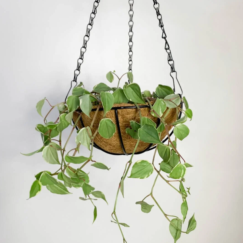 como montar um jardim pequeno