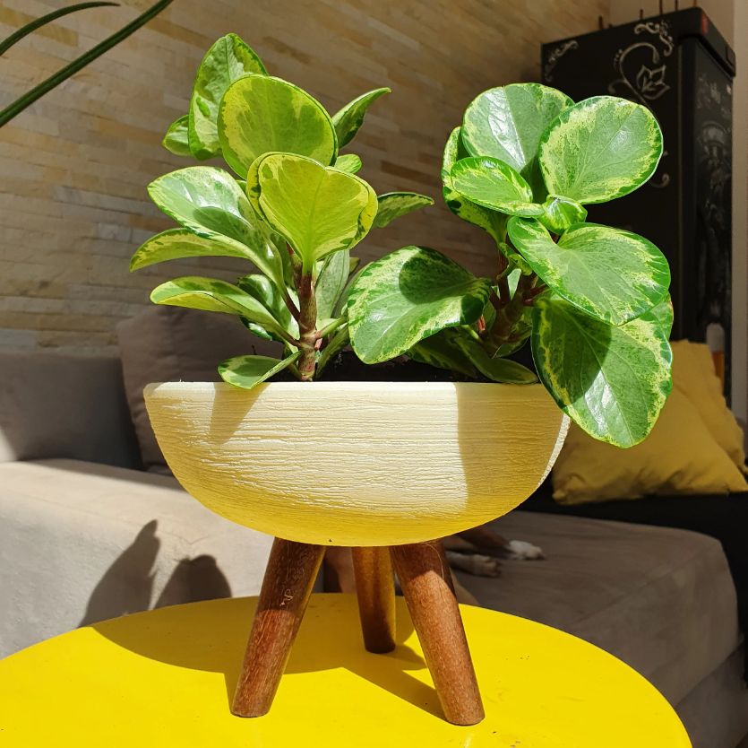 como montar um jardim pequeno