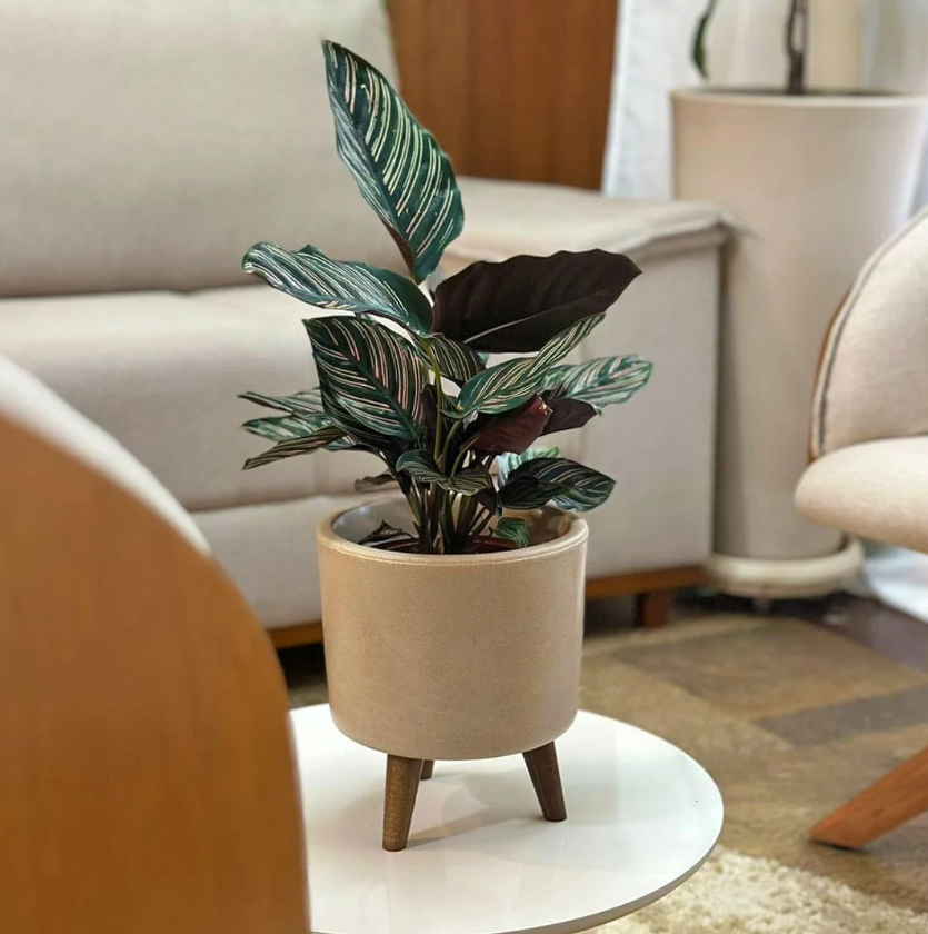 plantas ideais para apartamento
