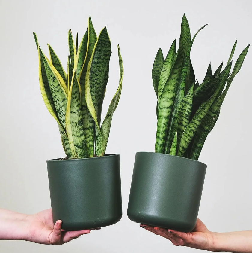 plantas ideais para apartamento