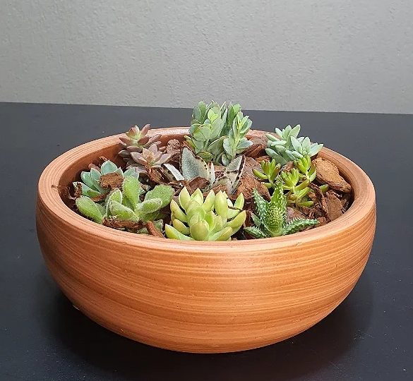 tendências de decoração com plantas 2025