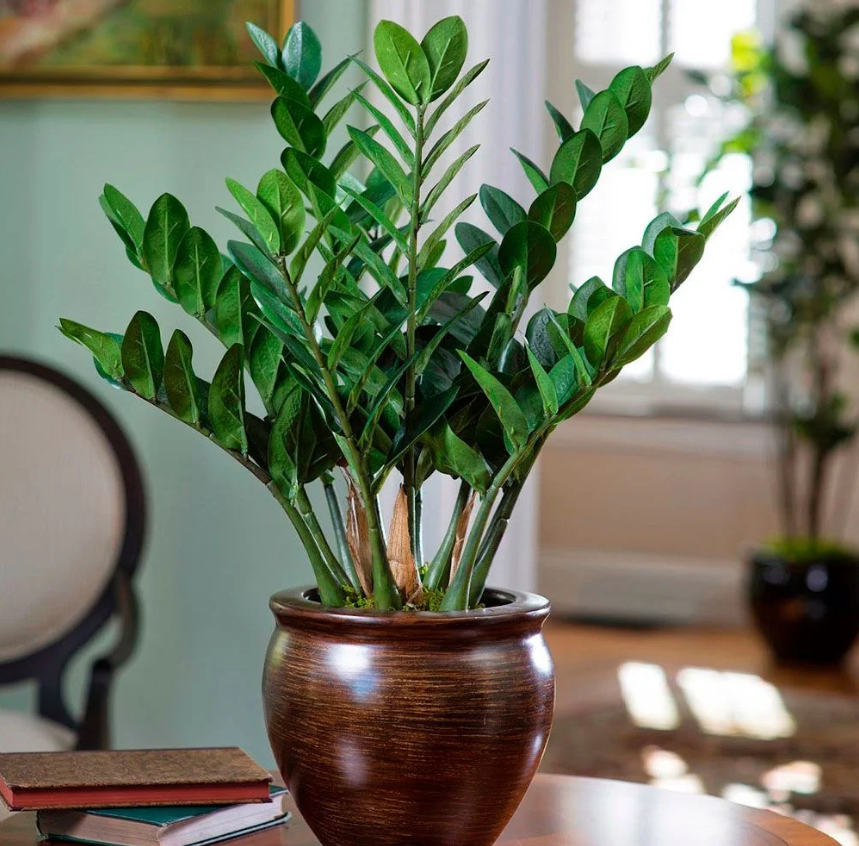 plantas que não precisam de sol