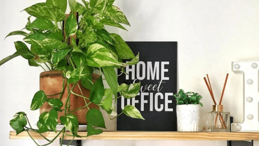 plantas que não precisam de sol