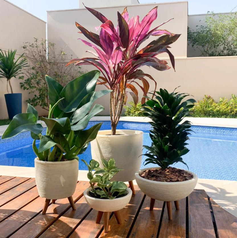como regar plantas corretamente