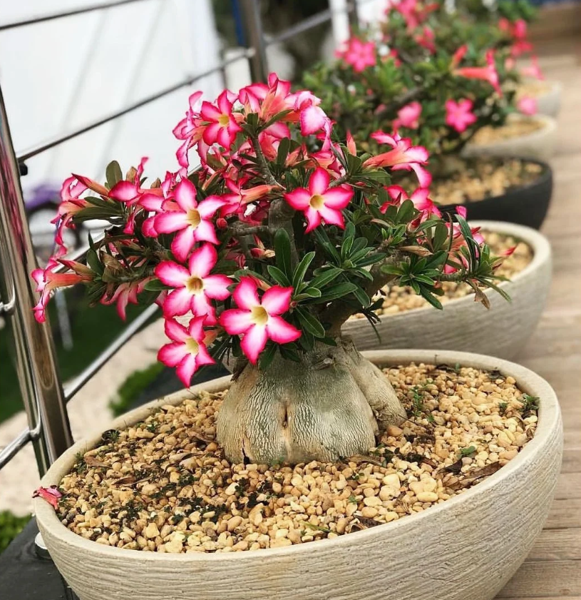 o que é jardinagem e paisagismo