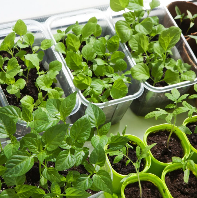 Como começar uma horta em casa