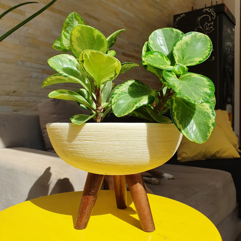 como cuidar de plantas em vasos