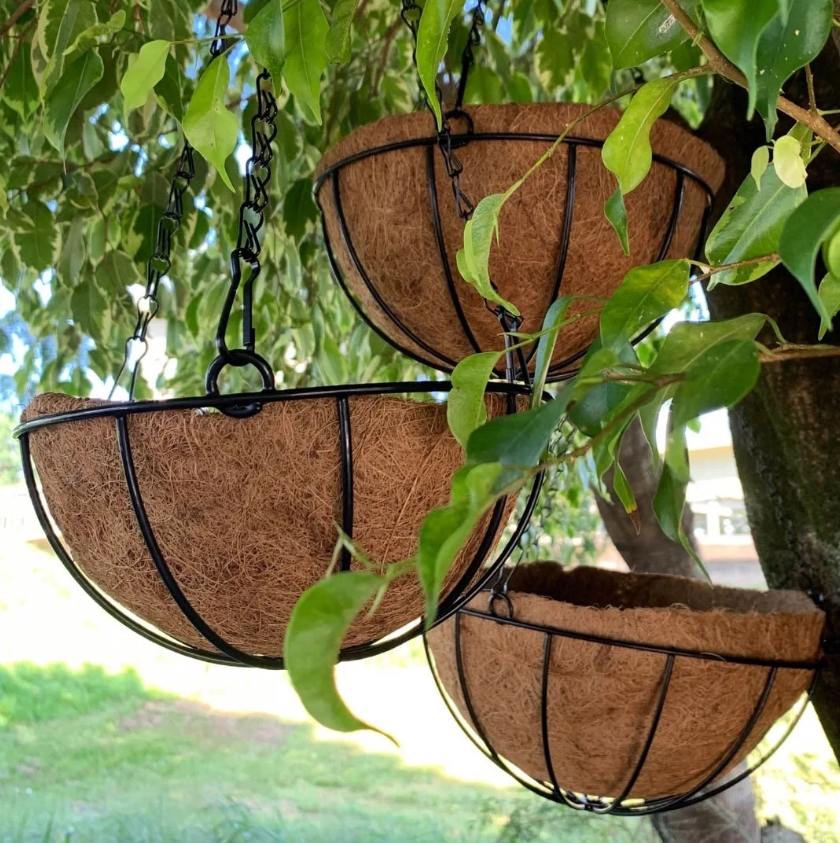 como cuidar de plantas em vasos