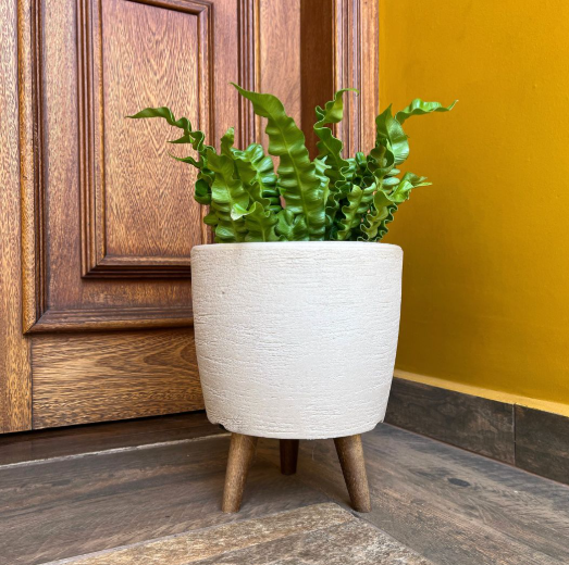 Como regar as plantas corretamente