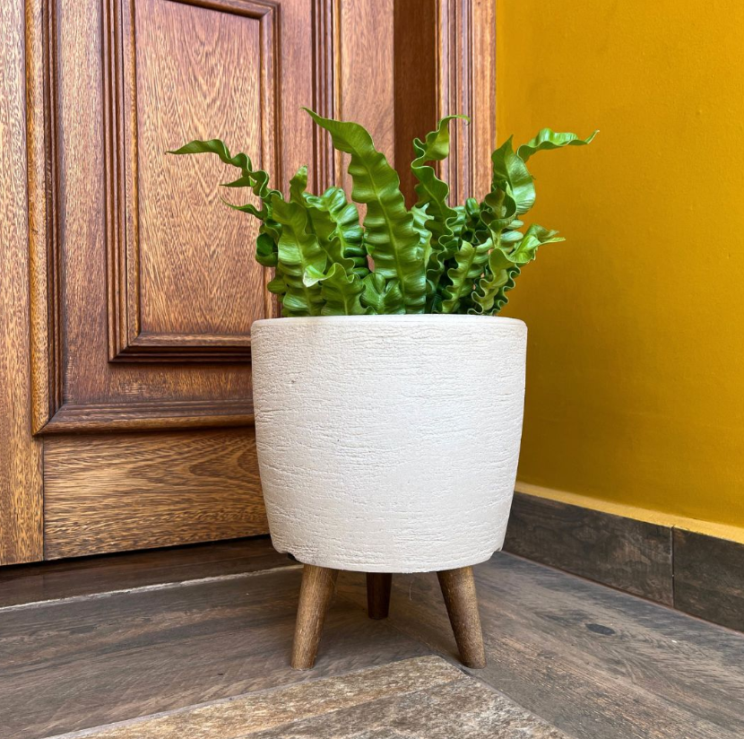 qual o melhor vaso para suculentas?