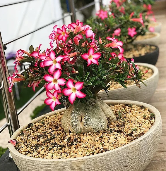 Como montar um jardim em casa