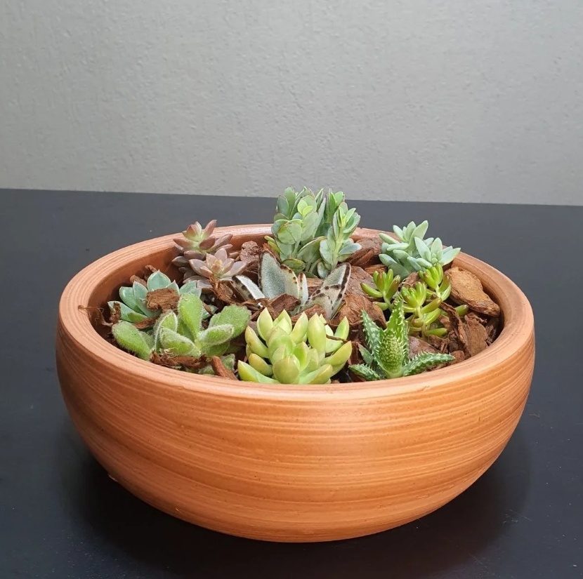 Plantas ideais para ter dentro de casa