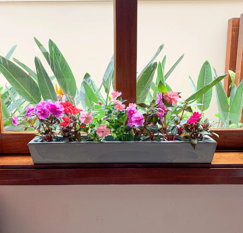 Dicas de jardinagem para iniciantes