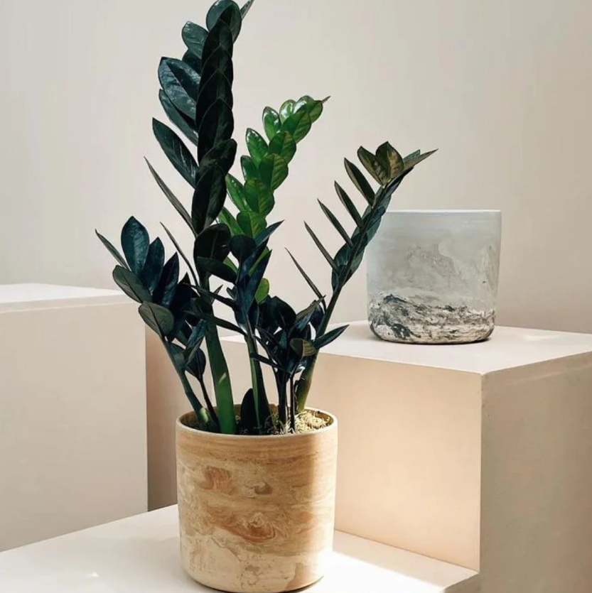 Como usar plantas na decoração de ambientes internos