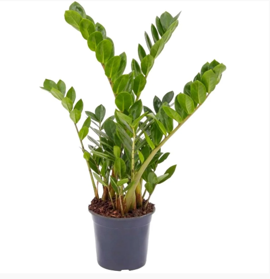 Qual planta escolher para ambientes com pouca luz