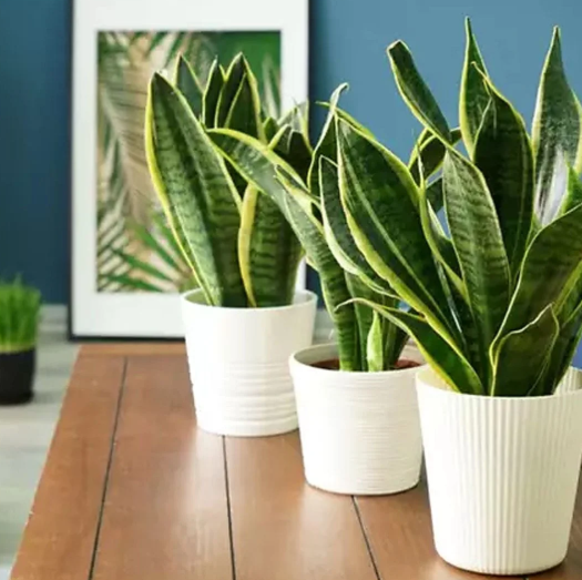 Qual planta escolher para ambientes com pouca luz