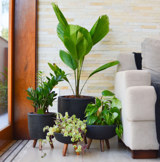 Como escolher plantas para área externa
