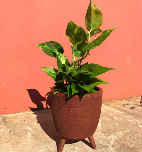 Como escolher plantas para área externa