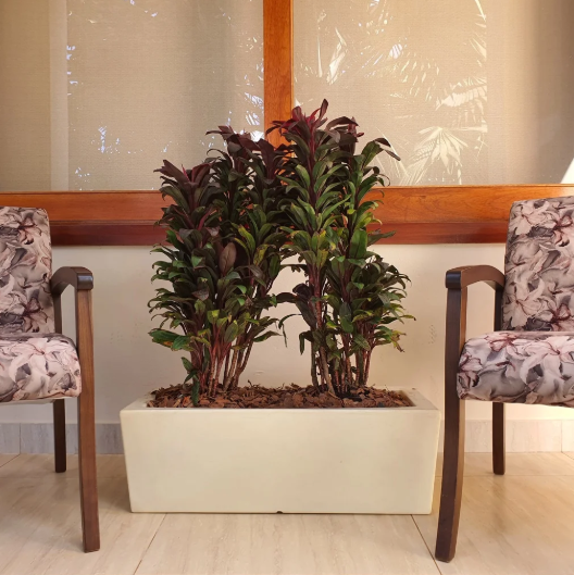 como decorar a casa com plantas
