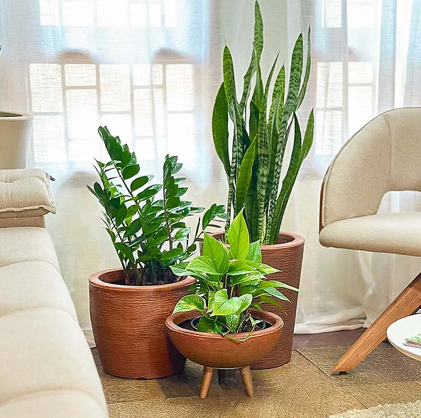 plantas ideais para ambientes internos