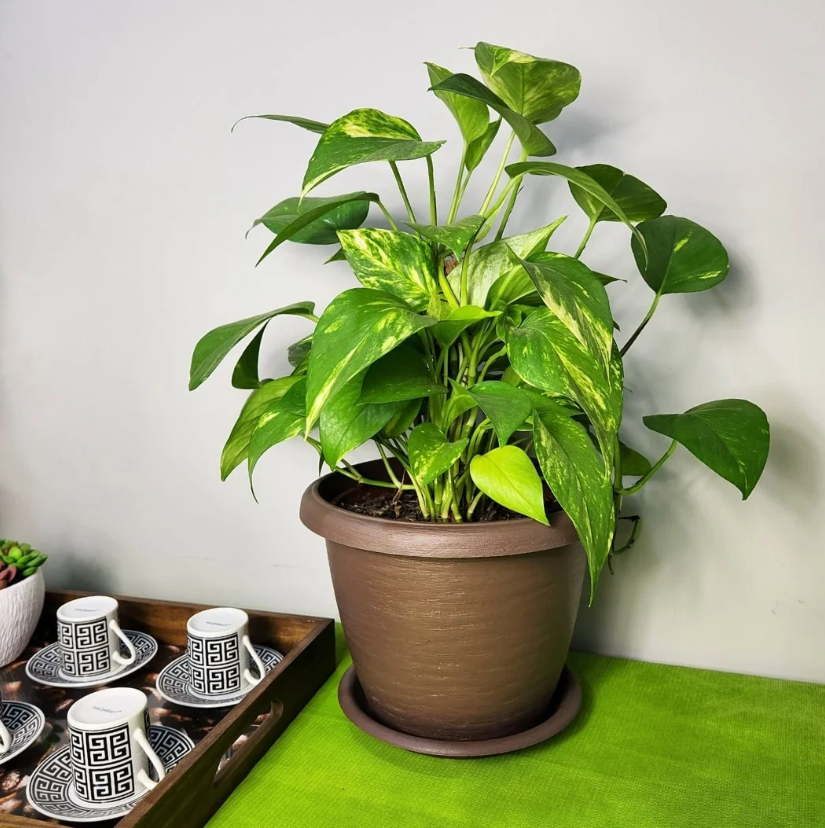 plantas ideais para ambientes internos