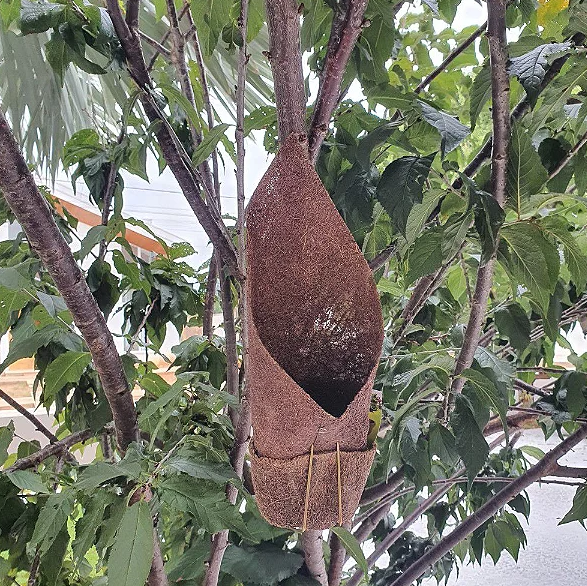 Como cuidar de plantas em vasos de fibra de coco?