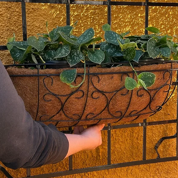 Como cuidar de plantas em vasos de fibra de coco?