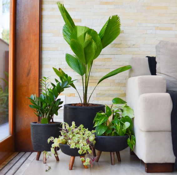 como escolher vasos para plantas na black friday