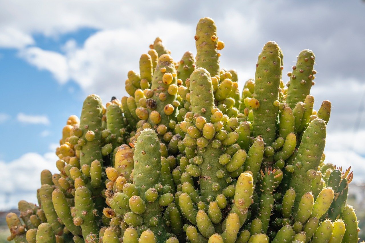vaso para cacto pequeno ideal – Como o tamanho do vaso influencia no crescimento do cacto pequeno