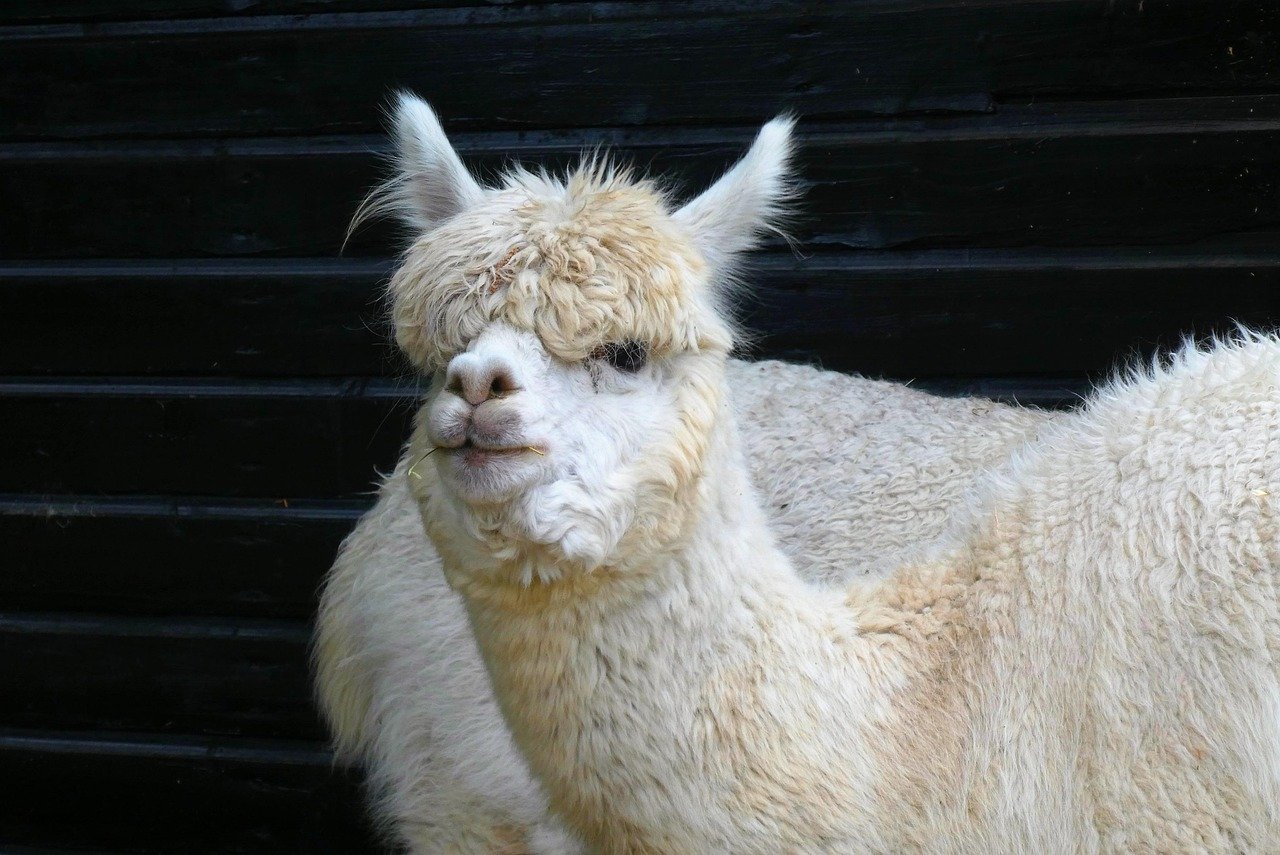 vaso para cacto pequeno decorativo – Dicas práticas para harmonizar vasos de cacto pequeno no jardim vertical