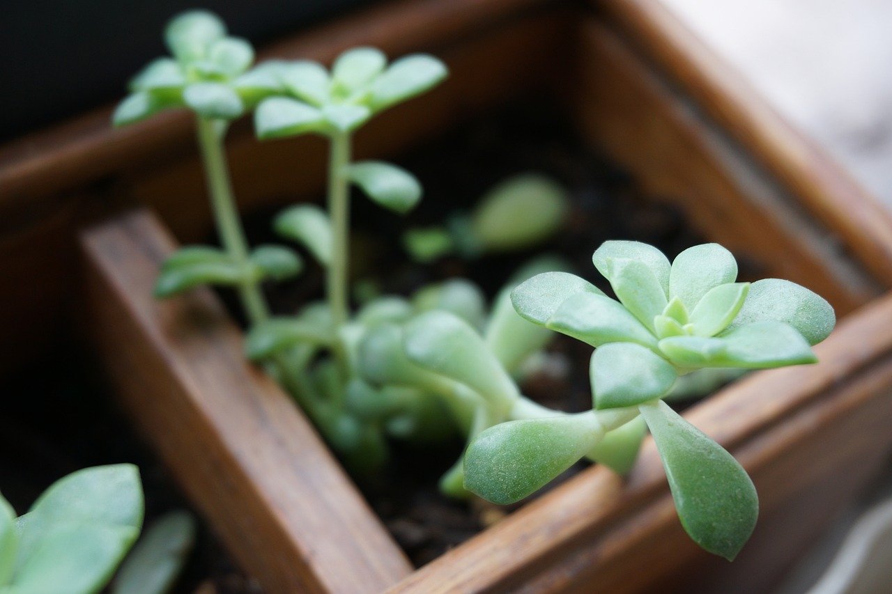 vasos autoirrigáveis para suculentas – Dicas para preparar e plantar suculentas em vasos autoirrigáveis