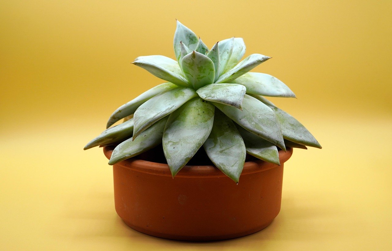 vaso autorrigável para cacto em uso – Dicas práticas para manter o vaso autorrigável para cacto funcionando bem