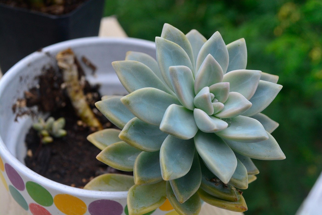 vaso para cacto minimalista no jardim – Dicas para combinar vasos para cacto minimalista com outros elementos do jardim