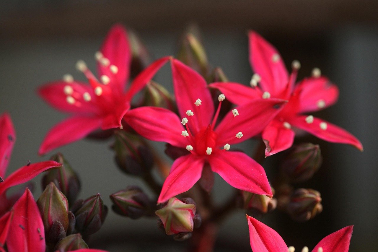 vaso autoirrigável para jardim vertical – Critérios para escolher o vaso autoirrigável ideal para seu jardim vertical