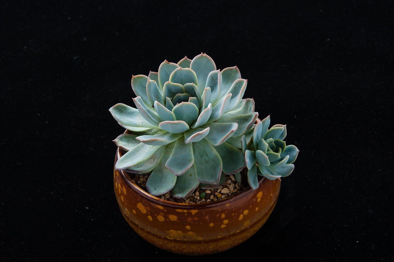 vasos autoirrigáveis para suculentas no jardim vertical – Incorporando vasos autoirrigáveis para suculentas no design do