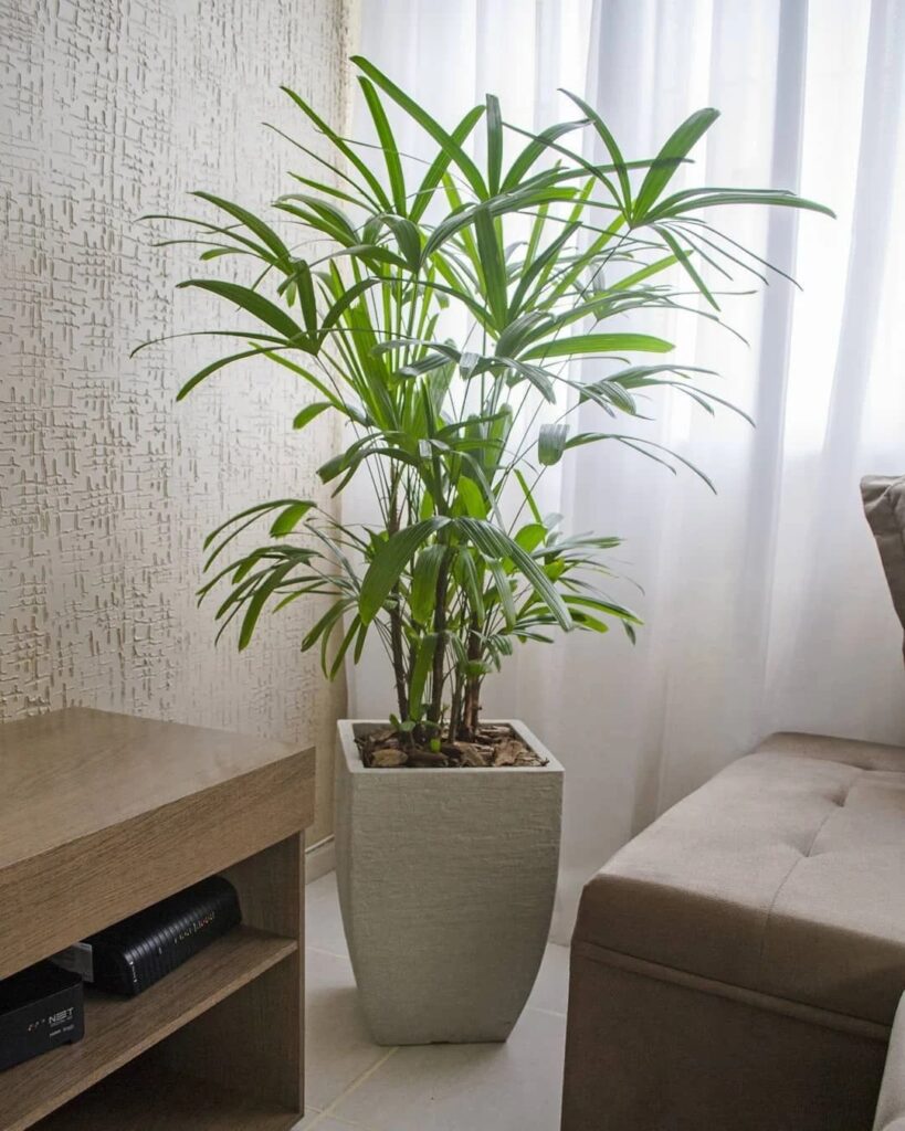 dicas para cuidar das suas plantas