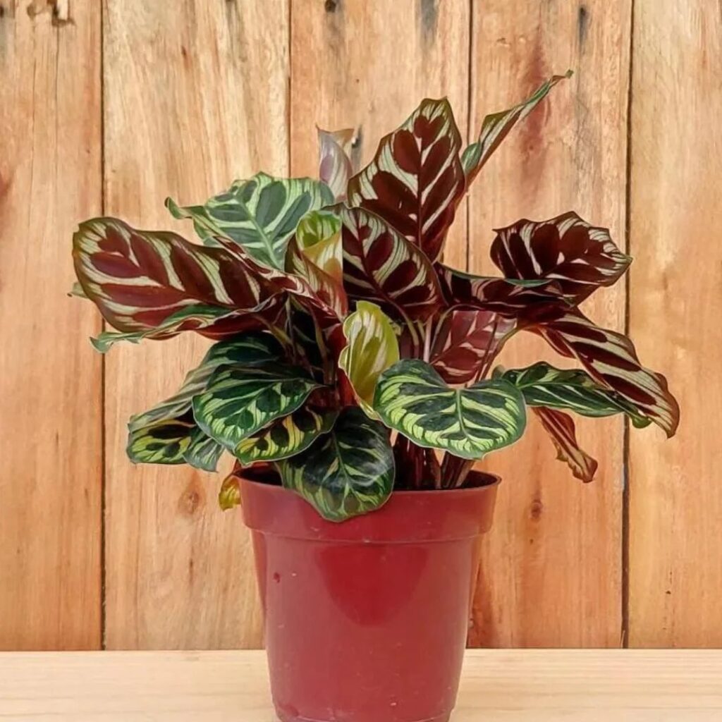 dicas para cuidar das suas plantas