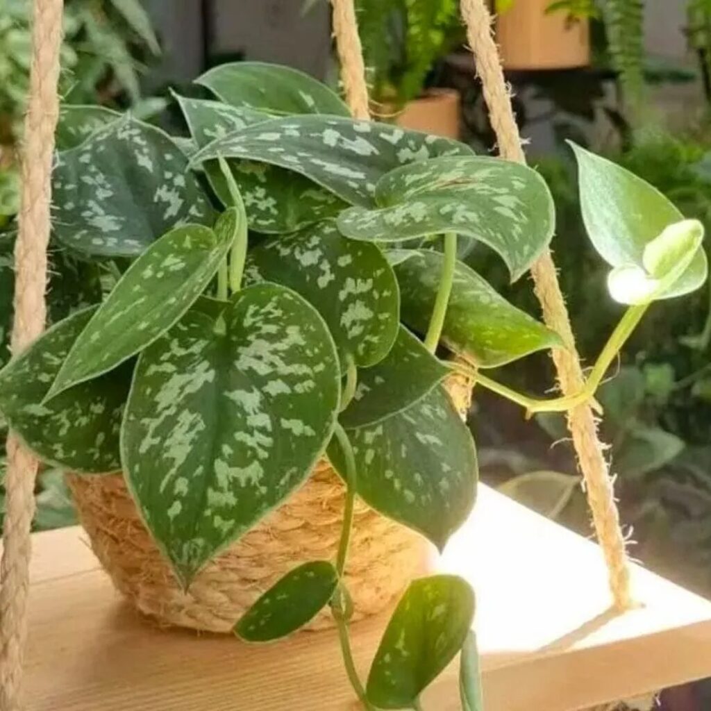 dicas para cuidar das suas plantas