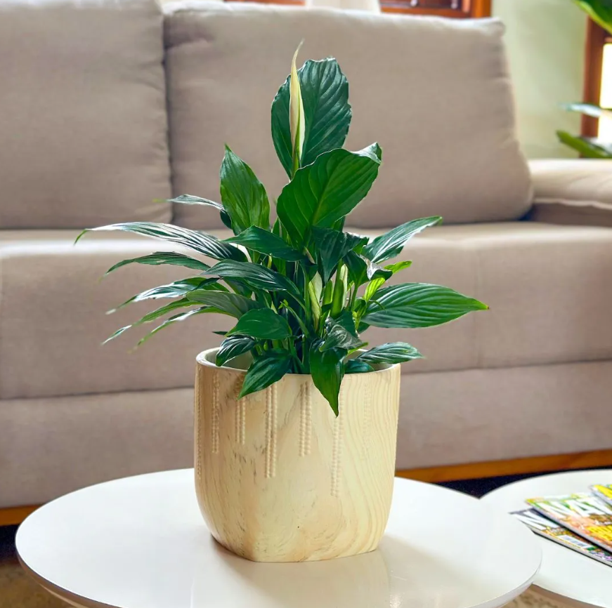 plantas para decorar a sala